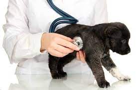 ΚΤΗΝΙΑΤΡΟΣ KITI VETERINARY CENTER ΛΑΡΝΑΚΑ ΚΥΠΡΟΣ ΧΑΤΖΗΚΩΝΣΤΑΝΤΗΣ ΚΥΡΙΑΚΟΣ
